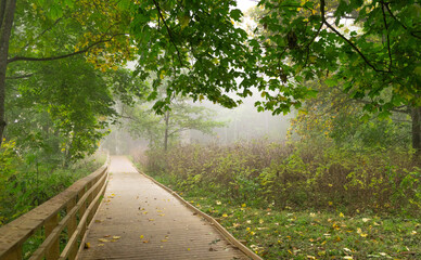 Beautiful foggy autumn morning landscape at the lakeside forest in Latvia. Footpath through the fall park. Seasonal scenery of Northern Europe.
