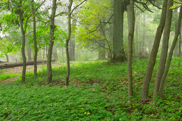 Beautiful autumn landscape in foggy morning at the lake in Latvia. Fall colored trees in the mist. Seasonal scenery of Northern Europe.