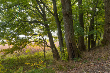 Beautiful autumn landscape in foggy morning at the lake in Latvia. Fall colored trees in the mist. Seasonal scenery of Northern Europe.