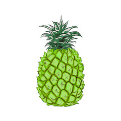 green pineapple fruit illustration with leaves without background