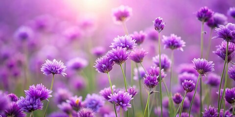 Fototapeta premium Soft focus on a field of purple flowers swaying gently in the breeze, lavender fields, wildflowers, countryside views, summer landscape, nature scenes