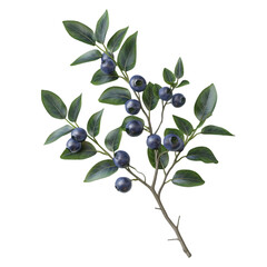 Close-up of a branch with ripe blueberries and green leaves.