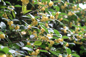 sweet-scented osmanthus