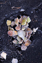 Beautiful, frosty plant remains on the swamp ground during autumn sunrise in Latvia. Seasonal scenery of Northern Europe.