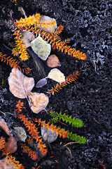 Beautiful, frosty plant remains on the swamp ground during autumn sunrise in Latvia. Seasonal scenery of Northern Europe.
