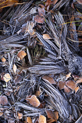 Beautiful, frosty plant remains on the swamp ground during autumn sunrise in Latvia. Seasonal scenery of Northern Europe.