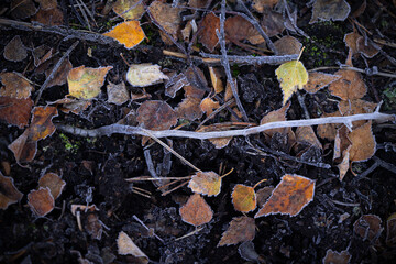 Beautiful, frosty plant remains on the swamp ground during autumn sunrise in Latvia. Seasonal scenery of Northern Europe.
