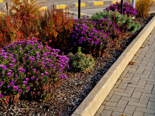 vigorous,  properly placed Fall Aster is a real show stopper. The plant profusely explodes with...