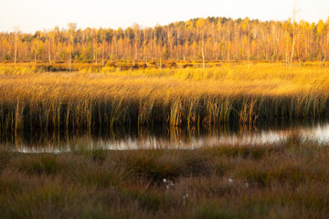 Beautiful autumn morning landscape of swamp lake in Latvia. Seasonal scenery of Northern Europe.
