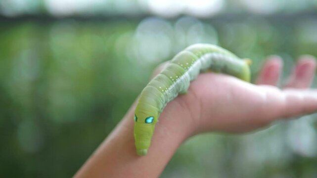 Close-up view of hand holding green worm. It moves slowly. For study and learning about its growth., Green worm. Concept of pests destroying plants and flowers.