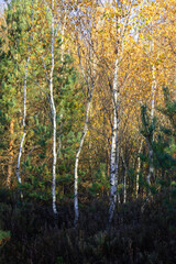 Beautiful sunny autumn landscape of swamp in Latvia. Seasonal scenery of Northern Europe.
