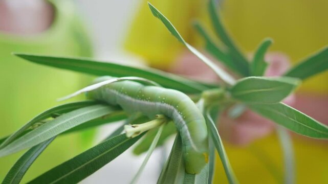 Close-up view of a hand holding a twig to make the green worm move slowly and eat leaves, for study and learning about its growth, green worm. Concept of pests destroying plants and flowers.