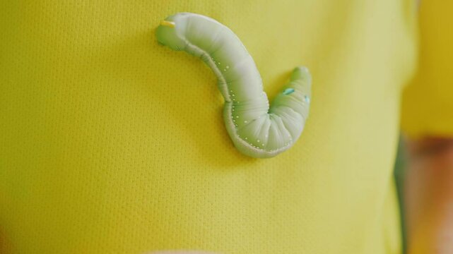 Close-up view of a green worm. It moves slowly. Armored in a yellow shirt. For study and learning about its growth. Green worm. Concept of pests destroying plants and flowers.