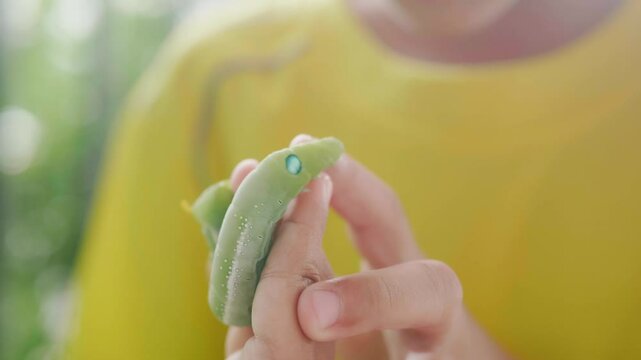 Close-up view of hand holding green worm. It moves slowly. For study and learning about its growth., Green worm. Concept of pests destroying plants and flowers.