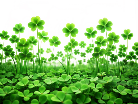 A clover field for St. Patrick's Da isolated on white background as transparent. PNG. AI GENERATED.