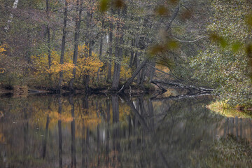 Beautiful autumn landscape of overcast day at the lake with colorful trees on the shores. Fall day in Latvia. Seasonal scenery of Northern Europe.