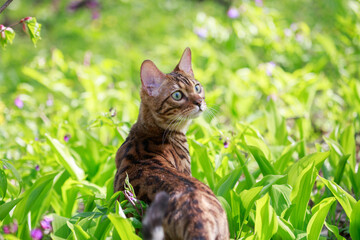 Beautiful bengal cat walking outdoor hunting in the grass among the flowers. Cat looking to the right. Portrait of a cat in spring or summer the forest.