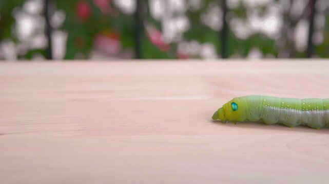Close-up view of a green worm. It is walking slowly from right to left of the image. For study and learning about its growth., Green worm. Concept of pests destroying plants and flowers.