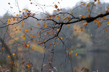 Colorful autumn leaves at the lakeside during overcast fall day in Latvia. Seasonal scenery of Northern Europe.