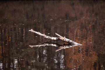 Beautiful overcast autumn day reflections in the lake water surface in Latvia. Seasonal scenery of Northern Europe.
