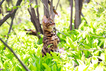 Beautiful bengal cat walking outdoor hunting in the grass. Cat stands on its hind legs like a gopher and looks for prey. Vivid photos of pets. Portrait of a cat in spring or summer the forest.