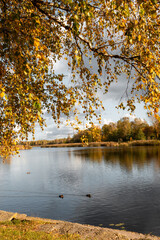 Beautiful golden colored birch trees growing near the lake. Sunny autumn landscape in Latvia lakeside. Seasonal scenery of Northern Europe.