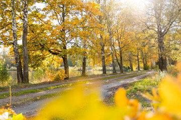 Beautiful golden colored birch trees growing near the lake. Sunny autumn landscape in Latvia lakeside. Seasonal scenery of Northern Europe.