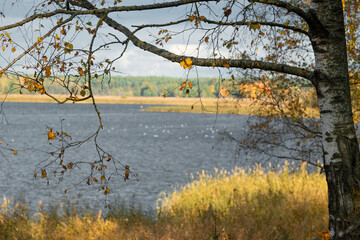 Beautiful golden colored birch trees growing near the lake. Sunny autumn landscape in Latvia lakeside. Seasonal scenery of Northern Europe.