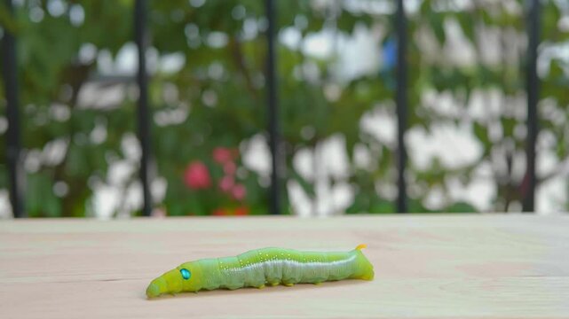 Close-up view of a green worm. It is walking slowly from right to left of the image. For study and learning about its growth., Green worm. Concept of pests destroying plants and flowers.