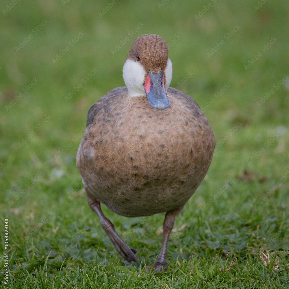 Poster a close up low angle portrait of a white cheeked pintail as it walks on the grass towards the camera