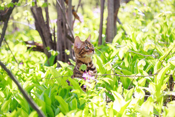 Beautiful bengal cat walking outdoor hunting in the grass among the flowers. Cat stands on its hind legs like a gopher. Vivid photos of pets. Portrait of a cat in spring or summer the forest.