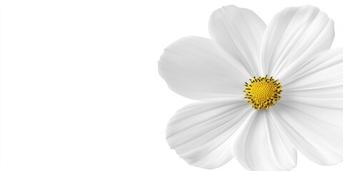 Obraz premium A close-up of a white flower with delicate petals and a yellow center, symbolizing beauty.