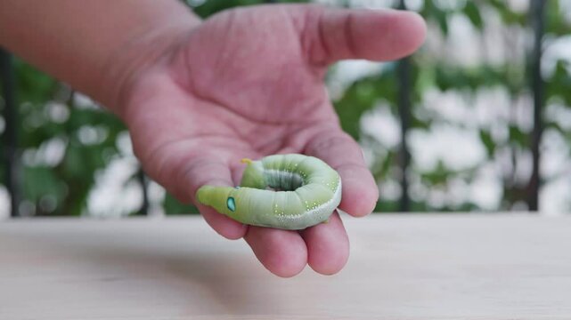 Close-up view of hand holding green worm. It moves slowly. For study and learning about its growth., Green worm. Concept of pests destroying plants and flowers.