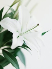 A close-up of a white lily flower with green leaves, showcasing its delicate beauty.