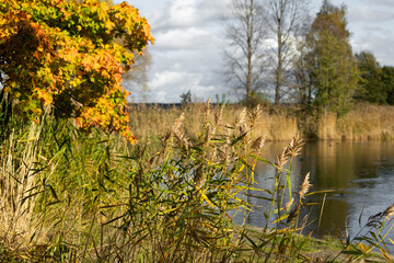Beautiful sunny autumn day with reeds growing at the lakeside in Latvia. Seasonal scenery of Northern Europe.