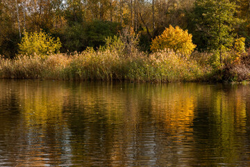 Beautiful sunny autumn day with reeds growing at the lakeside in Latvia. Seasonal scenery of Northern Europe.