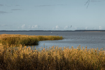 Beautiful sunny autumn day with reeds growing at the lakeside in Latvia. Seasonal scenery of Northern Europe.