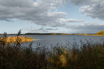 Beautiful sunny autumn day with reeds growing at the lakeside in Latvia. Seasonal scenery of Northern Europe.