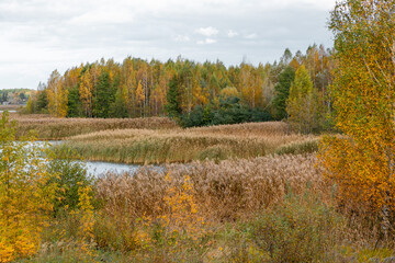 Beautiful sunny autumn day with reeds growing at the lakeside in Latvia. Seasonal scenery of Northern Europe.