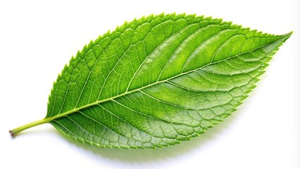 Obraz premium Green leaf isolated on white background with reflection