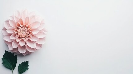A soft pink dahlia flower with green leaves on a minimalistic white background.