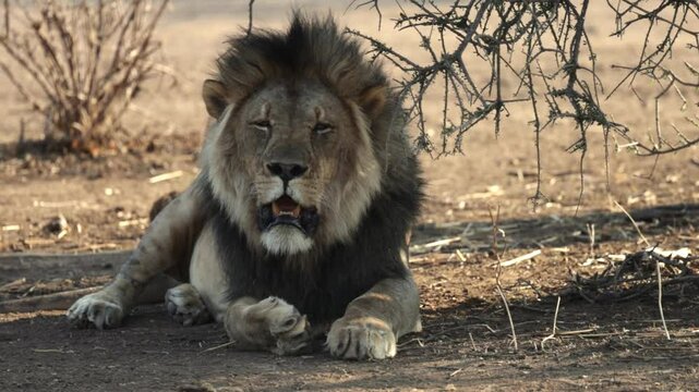 a mature male lion going down for a nap.
