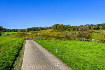 Aesch, Klus, Weinberge, Rebbergweg, Pfeffingen, Birseck, Baselland, Wanderweg, Landwirtschaft, Felder, Herbst, Herbstfarben, Schweiz, Nordwestschweiz