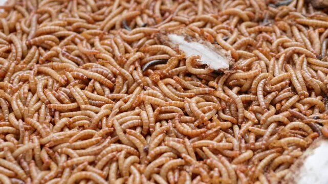 Top view of scattered mealworm larvae. They are food worms for exotic animals. They are used to feed birds, reptiles or fish. Filming. Different stages of mealworms. Life cycle of mealworms. Many larv