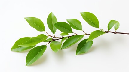 Naklejka premium Green leafy branch displayed against a light background showcasing fresh foliage details