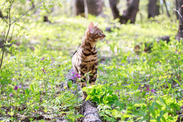 Beautiful bengal cat walking outdoor hunting in the grass among the flowers. Cat looking to the right. Vivid photos of pets. Portrait of a cat in spring or summer the forest.