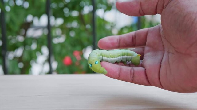 Close-up view of hand holding green worm. It moves slowly. For study and learning about its growth., Green worm. Concept of pests destroying plants and flowers.