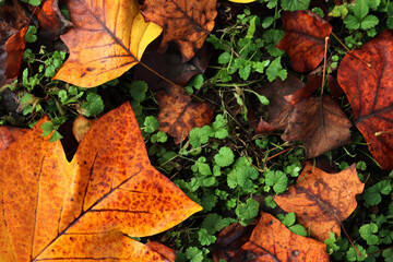 Top view of Autumnal leaves of tulip tree with raindrops on grees grass background