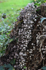 Smalll gray mushrooms on a birch tree trunk in the forest. Coprinellus or Coprinus disseminatus 