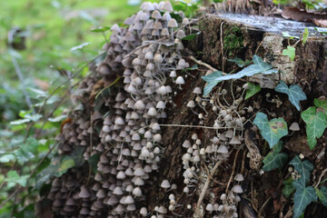 Smalll gray mushrooms on a birch tree trunk in the forest. Coprinellus or Coprinus disseminatus 